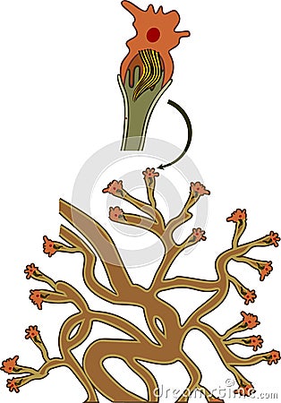 Protonephridia of flatworm with flame cell. Structure of excretory system of trematode Vector Illustration